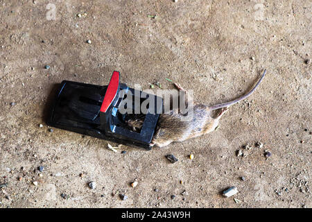 A trap with a dead mouse in it. Stock Photo