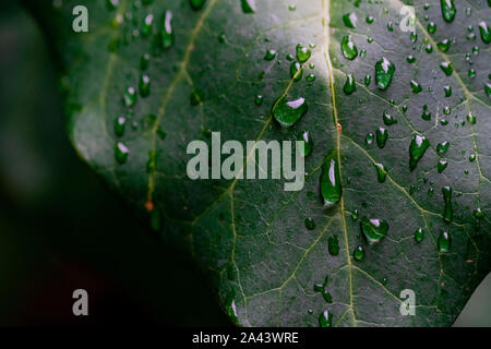 Post-rain drip in Start Grad, Croatia Stock Photo