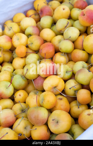 Malus ‘Butterball’. Crab apple ‘Butterball’ fruit on display. UK Stock Photo