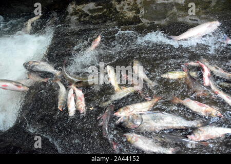 A crowd of tourists sitting on inflatable rafts jam a stream and catch fish as water released for the need of flood control after Typhoon Wipha, the 7 Stock Photo