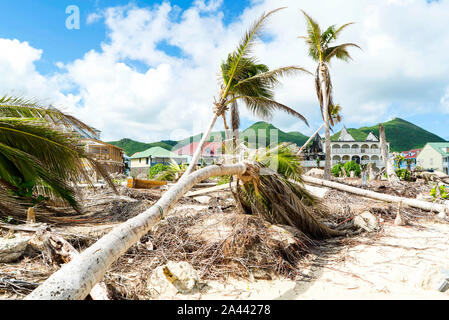 Hurricane Irma aftermath destruction to some of st.maarten/stmartin beaches blowing down trees and uprooting some on the beach. Stock Photo