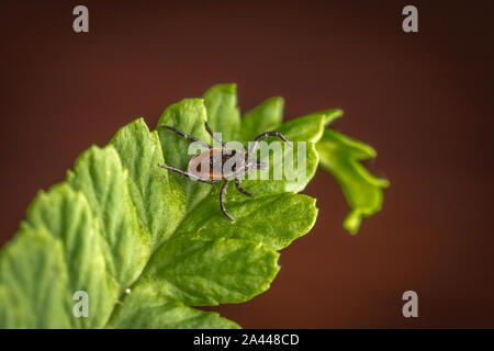 Female of the tick sitting on a leaf, brown background. A common European parasite attacking also humans. Stock Photo