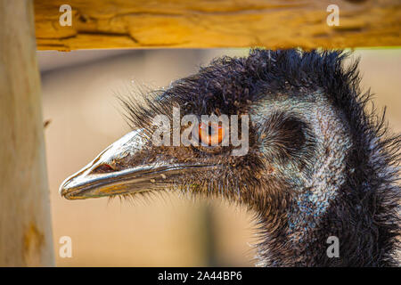 An emu inside a fenced-in area looks out by the corner fencepost. Its orange eye looks bright, and the texture of its patchy feathers, skin and bill c Stock Photo