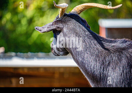 A black, horned goat looks away from the camera, showing the shape of its ear and its fine hair. Stock Photo
