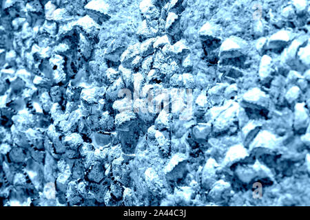Seaside stone with seashells close-up. Natural background blue color toned Stock Photo