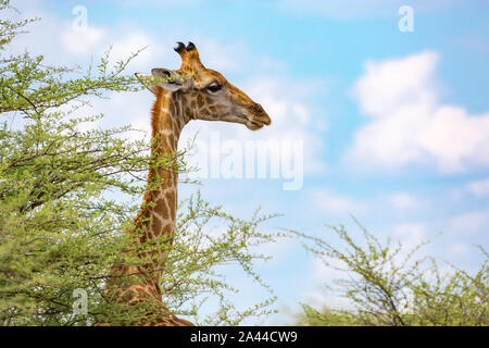 Close up of a giraffe's head and neck, Etosha, Namibia, Africa Stock Photo