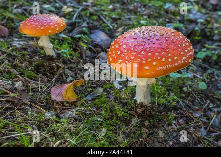 Two red fly agaric mushrooms with white-spotted caps growing in a forest on a sunny autumn day. Green grass, moss and dry leaves on ground. Stock Photo