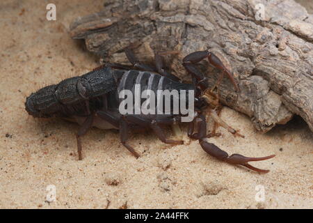 TRANSVAALICUS THICK-TAILED SCORPION, Stock Photo