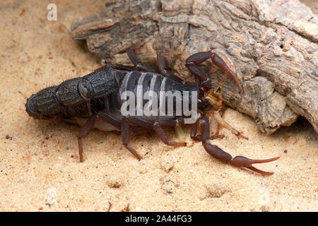 TRANSVAALICUS THICK-TAILED SCORPION, Stock Photo