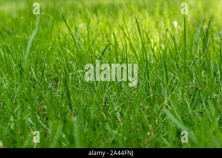 Green lawn, blades of grass, Close-up Stock Photo
