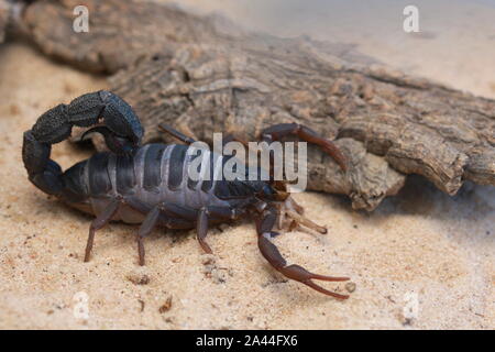 TRANSVAALICUS THICK-TAILED SCORPION, Stock Photo