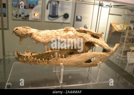 Saltwater Crocodile skull on display inside the Natural History Museum, Colchester, UK Stock Photo