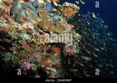 Schools of Fish over Coral Reef. South Ari Atoll, Maldives Stock Photo