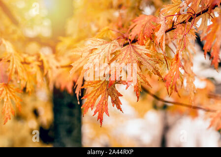 Beautiful orange autumn leaves with water drops on the tree in the forest. Stock Photo