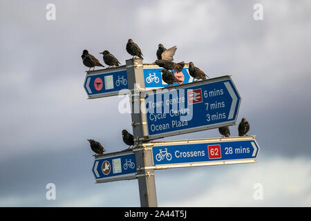 Southport, Merseyside. UK Weather. 12th October, 2019. Early morning rain followed by brighter conditions in the towresort as starlings gather on the directional signs to warm up in the sun. Credit: MediaWorldImages/Alamy Live News Stock Photo