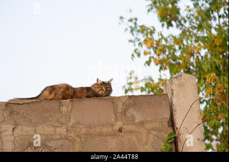 Close-up of a ginger cat lying at a concrete fence. The cat lies on the fence. A cat is resting near his house against the sky on a gray fence. Nature Stock Photo