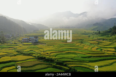 Aerial view of the hybrid rice field in Congjiang county, south-west ...