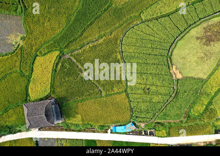Aerial view of the hybrid rice field in Congjiang county, south-west ...