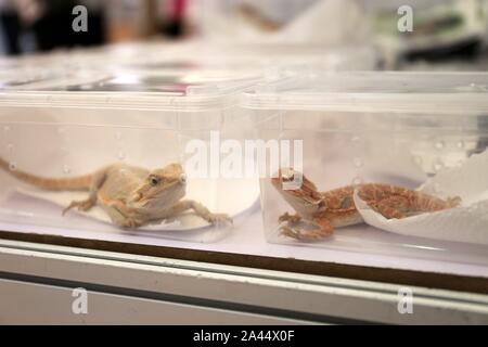 Lizards are displayed as exotic pet at Pet Fair Asia 2019 in Shanghai ...