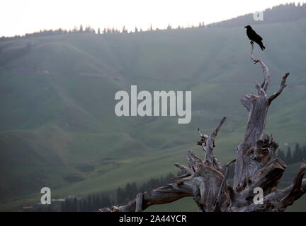 Clustered crows flutter above the grassland, seeking for food in Ili Kazakh Autonomous Prefecture, Xinjiang Uygur Autonomous Region, 27 July 2019.  Th Stock Photo