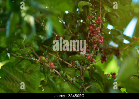 Coffee branch with beans close up view on plant background Stock Photo