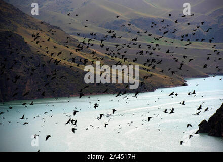 Clustered crows flutter above the grassland, seeking for food in Ili Kazakh Autonomous Prefecture, Xinjiang Uygur Autonomous Region, 27 July 2019.  Th Stock Photo