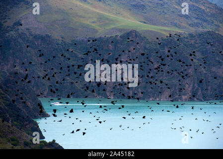 Clustered crows flutter above the grassland, seeking for food in Ili Kazakh Autonomous Prefecture, Xinjiang Uygur Autonomous Region, 27 July 2019.  Th Stock Photo