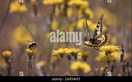 Bee meeting Swallowtail Butterfly in Hawkweed meadow, one of 12  there that morning. Stock Photo