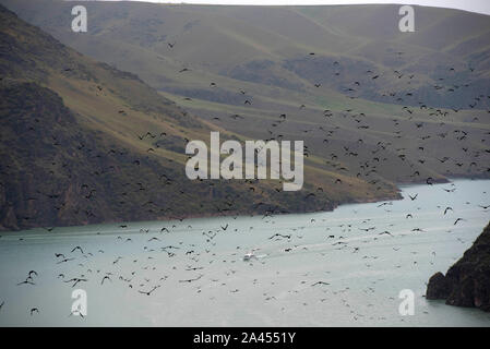 Clustered crows flutter above the grassland, seeking for food in Ili Kazakh Autonomous Prefecture, Xinjiang Uygur Autonomous Region, 27 July 2019.  Th Stock Photo