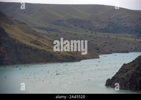 Clustered crows flutter above the grassland, seeking for food in Ili Kazakh Autonomous Prefecture, Xinjiang Uygur Autonomous Region, 27 July 2019.  Th Stock Photo