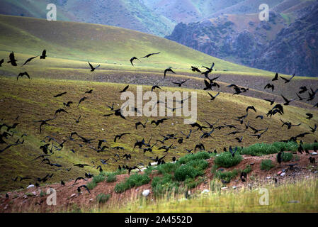 Clustered crows flutter above the grassland, seeking for food in Ili Kazakh Autonomous Prefecture, Xinjiang Uygur Autonomous Region, 27 July 2019.  Th Stock Photo