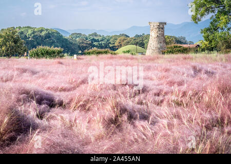 Field of Pink Muhly grass and Cheomseongdae an ancient Astrological Observatory in Gyeongju South Korea Stock Photo