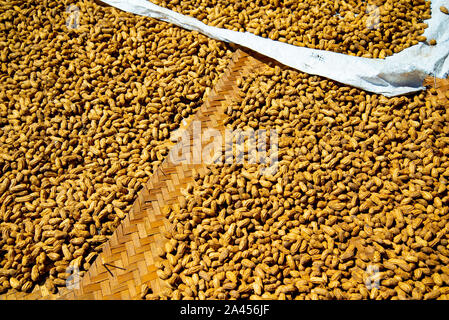 Peanuts Drying in the Sun Stock Photo
