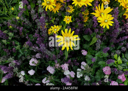 Colorful floral decorations. Floral background. Pink astilbes, yellow coreopsis, purple and blue flowers are gathered together in a flower bed Stock Photo