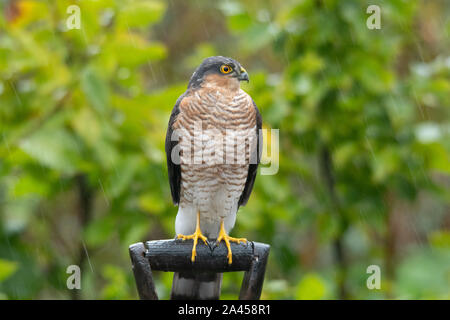 Sparrowhawk (Accipiter nisus), a young male bird of prey perched in a garden, UK Stock Photo
