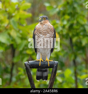 Sparrowhawk (Accipiter nisus), a young male bird of prey perched on a garden fork, UK, in a rain shower Stock Photo