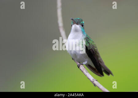 Andean Emerald (Amazilia franciae) flying in Alambi cloud forest, Ecuador Stock Photo