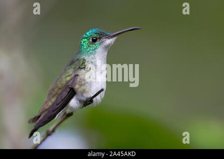 Andean Emerald (Amazilia franciae) flying in Alambi cloud forest, Ecuador Stock Photo