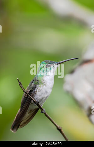 Andean Emerald (Amazilia franciae) flying in Alambi cloud forest, Ecuador Stock Photo