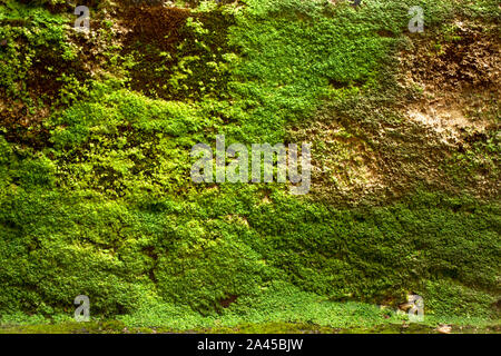 Moss background,green,moss texture in wall Stock Photo