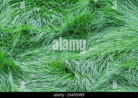 Green grass in the wild nature in windy weather Stock Photo