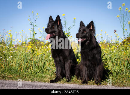 Two black Old German Shepherd Dog females sitting in front of a yellow flower field Stock Photo
