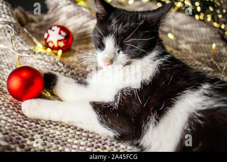 cat laying on wool playing with Christmas decorations - cozy home, hygge Stock Photo
