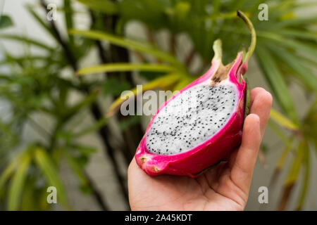 Male hand holding a dragon fruit with a palm tree on a background. Slice of white dragon fruit or pitaya. Tropical and exotic fruits. Healthy and Stock Photo