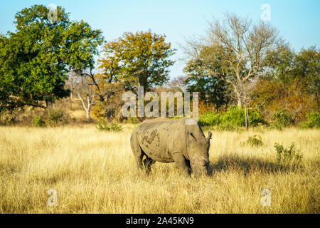 a white rhino without horns in kruger national park in south africa Stock Photo