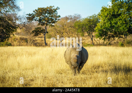 a white rhino without horns in kruger national park in south africa Stock Photo