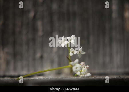 Tiny blossoms of Galium palustre (common marsh bedstraw) in unusual lighting. Stock Photo