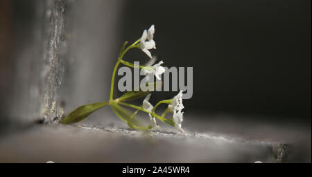 Tiny blossoms of Galium palustre (common marsh bedstraw) in unusual lighting. Stock Photo