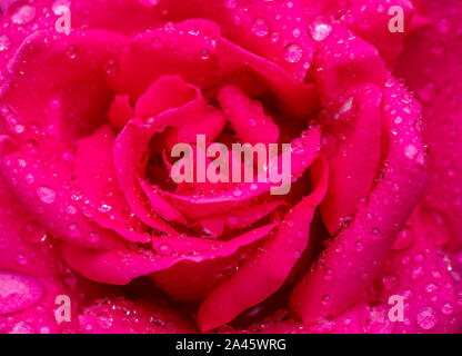 Texture of a rose with water drops Stock Photo