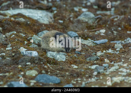 Norway lemming (Lemmus lemmus) near its burrow on the tundra, Jotunheimen mountains, Norway Stock Photo